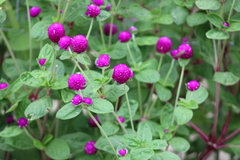 Gomphrena globosa