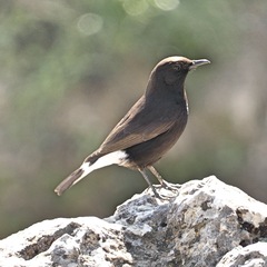 Oenanthe leucura