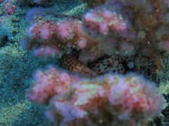 Trapezia rufopunctata