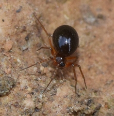 Erigoninae
