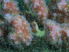 Trapezia rufopunctata