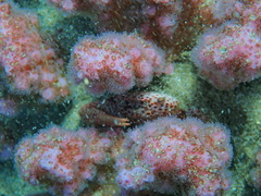 Trapezia rufopunctata