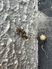 Latrodectus geometricus