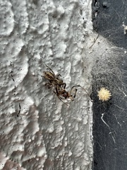 Latrodectus geometricus