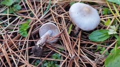 Inocybe lilacina