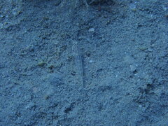 Gnatholepis caudimaculata