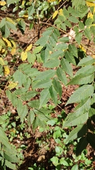 Koelreuteria bipinnata