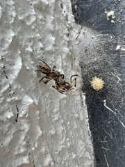 Latrodectus geometricus