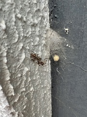 Latrodectus geometricus