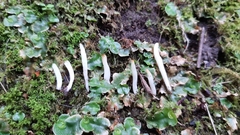 Clavaria falcata