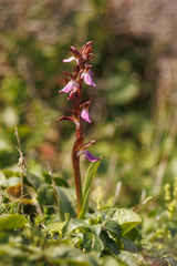 Anacamptis collina