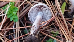Inocybe lilacina