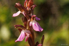 Anacamptis collina