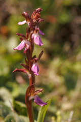 Anacamptis collina