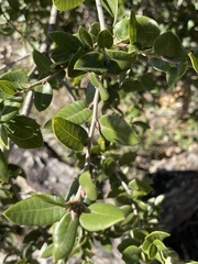 Quercus chrysolepis