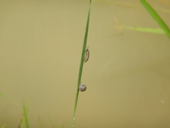 Armadillidium nasatum