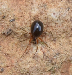 Erigoninae