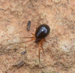 Erigoninae