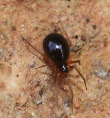 Erigoninae