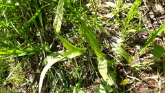 Dactylorhiza maculata