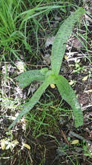 Dactylorhiza maculata