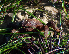Taliepus nuttallii