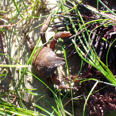 Taliepus nuttallii