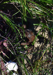 Taliepus nuttallii