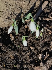 Galanthus elwesii