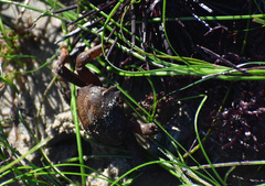 Taliepus nuttallii