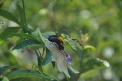Xylocopa atamisquensis