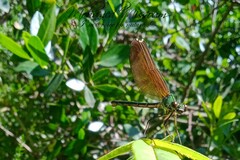 Calopteryx haemorrhoidalis