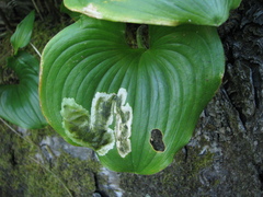 Parallelomma vittatum