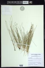 Eleocharis quinqueflora