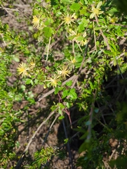Clematis pauciflora