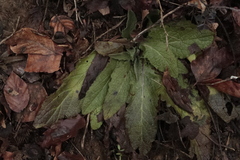 Salvia pratensis