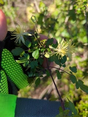 Clematis pauciflora