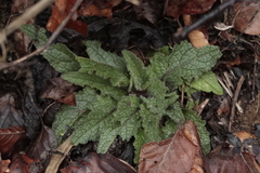 Salvia pratensis