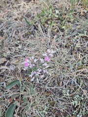 Goniolimon tataricum