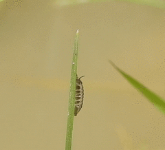 Armadillidium nasatum