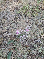 Goniolimon tataricum
