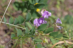 Lathyrus pauciflorus utahensis