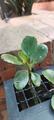 Kalanchoe densiflora