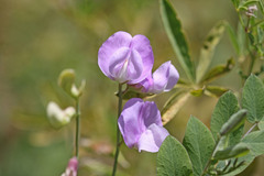 Lathyrus pauciflorus utahensis