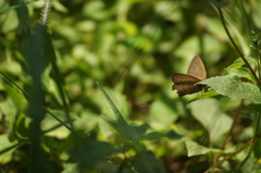 Cissia phronius