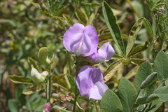 Lathyrus pauciflorus utahensis