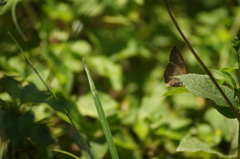 Cissia phronius