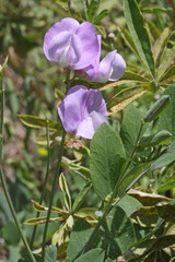 Lathyrus pauciflorus utahensis