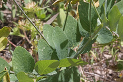 Lathyrus pauciflorus utahensis