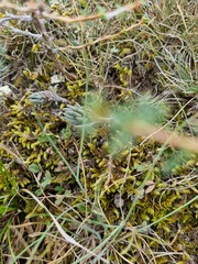 Petrosedum